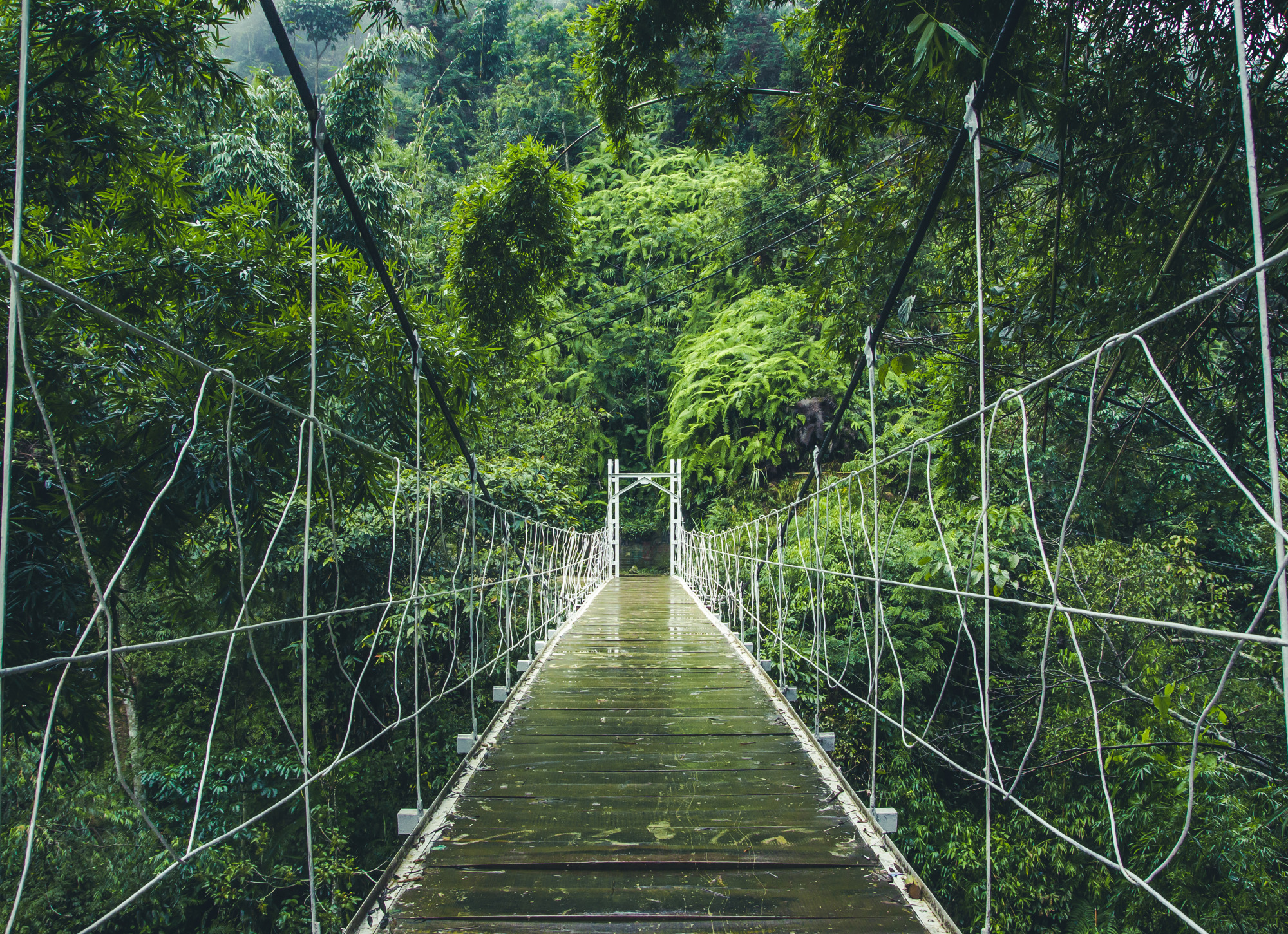 Photomural Suspension Bridge