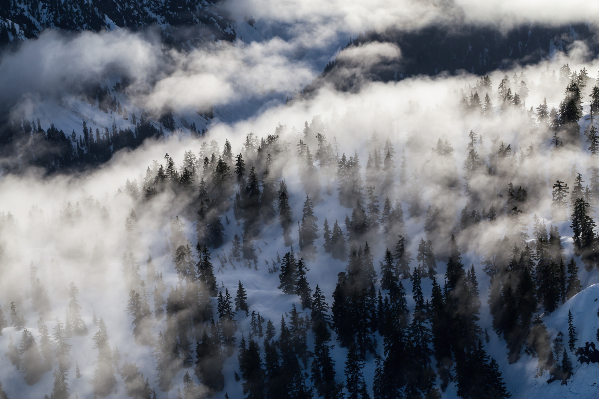 Photomural Forest In Fog