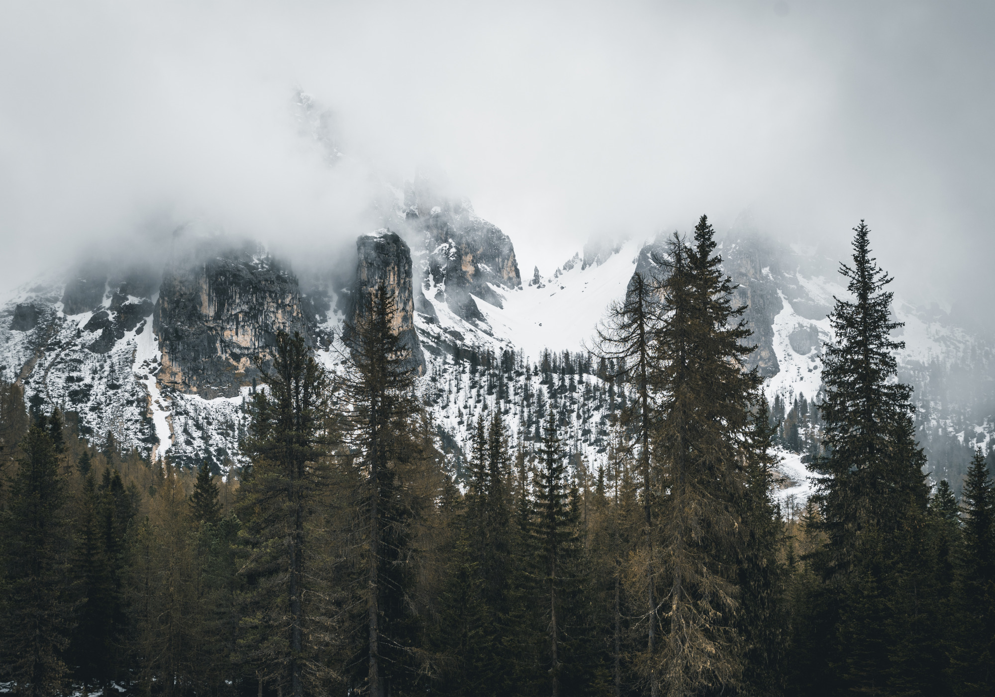 Photomural Forest In Fog