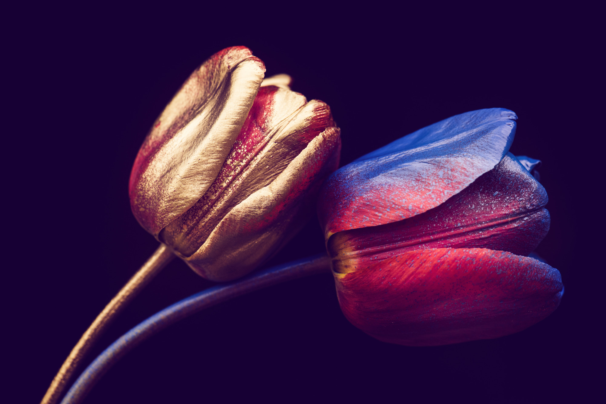Photomural Tulips With Golden Elements