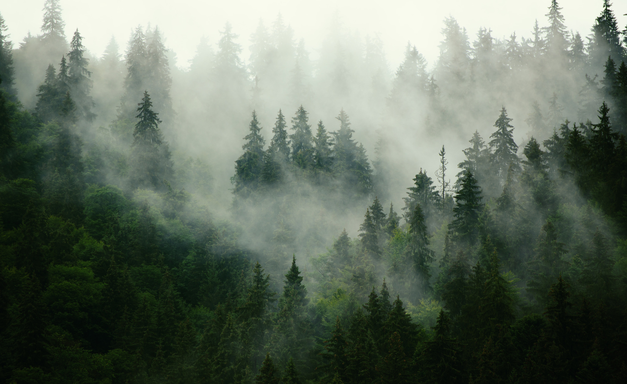 Photomural Forest In Fog
