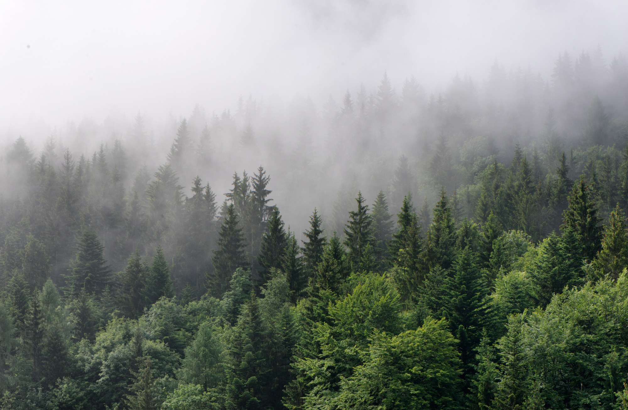 Photomural Trees In The Mist