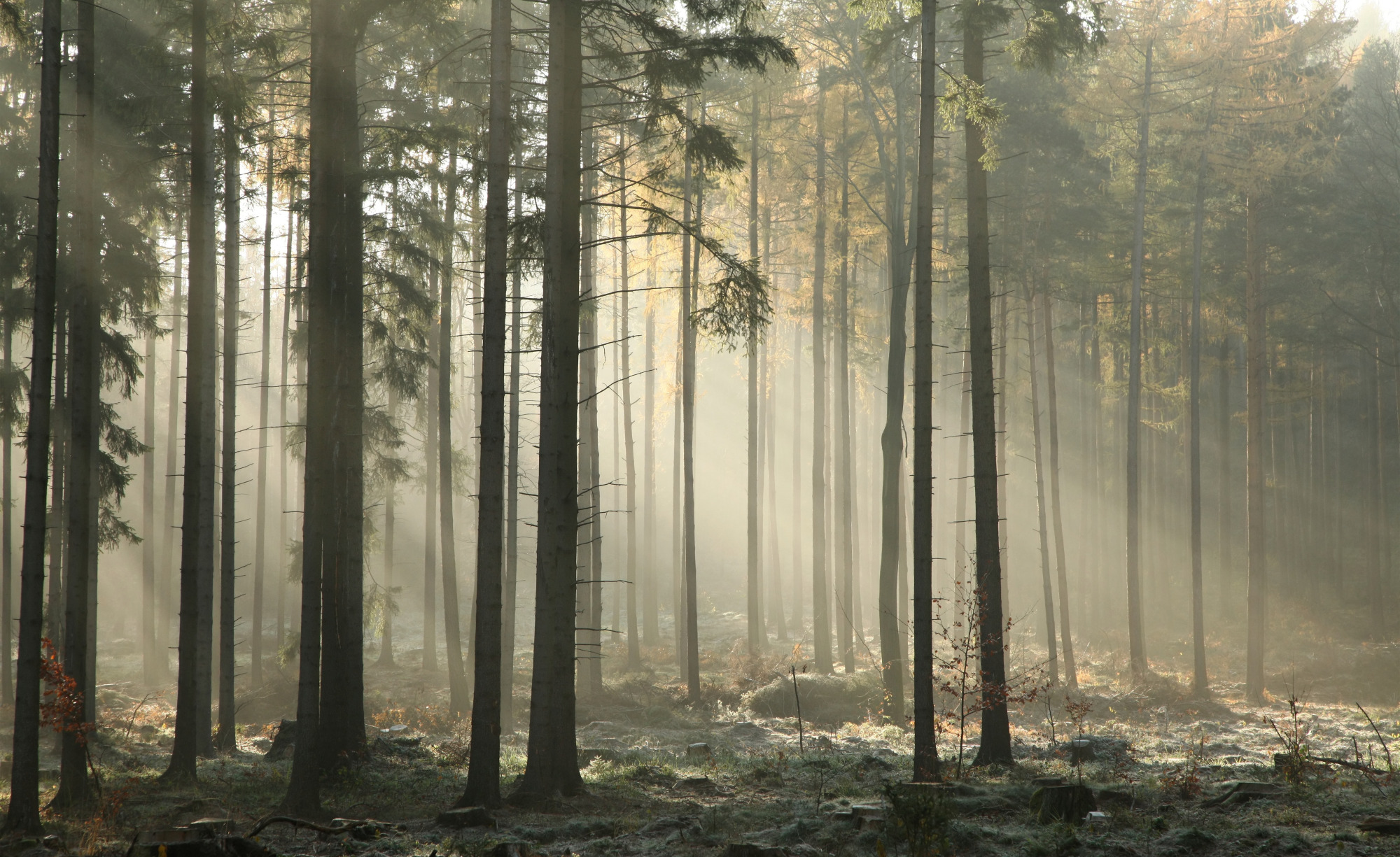 Photomural Forest Trees Fog