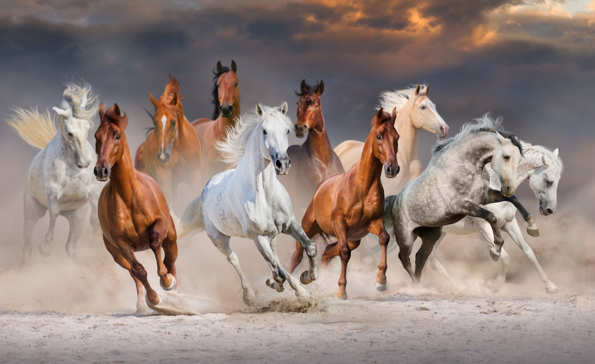 Photomural Herd Of Galloping Horses