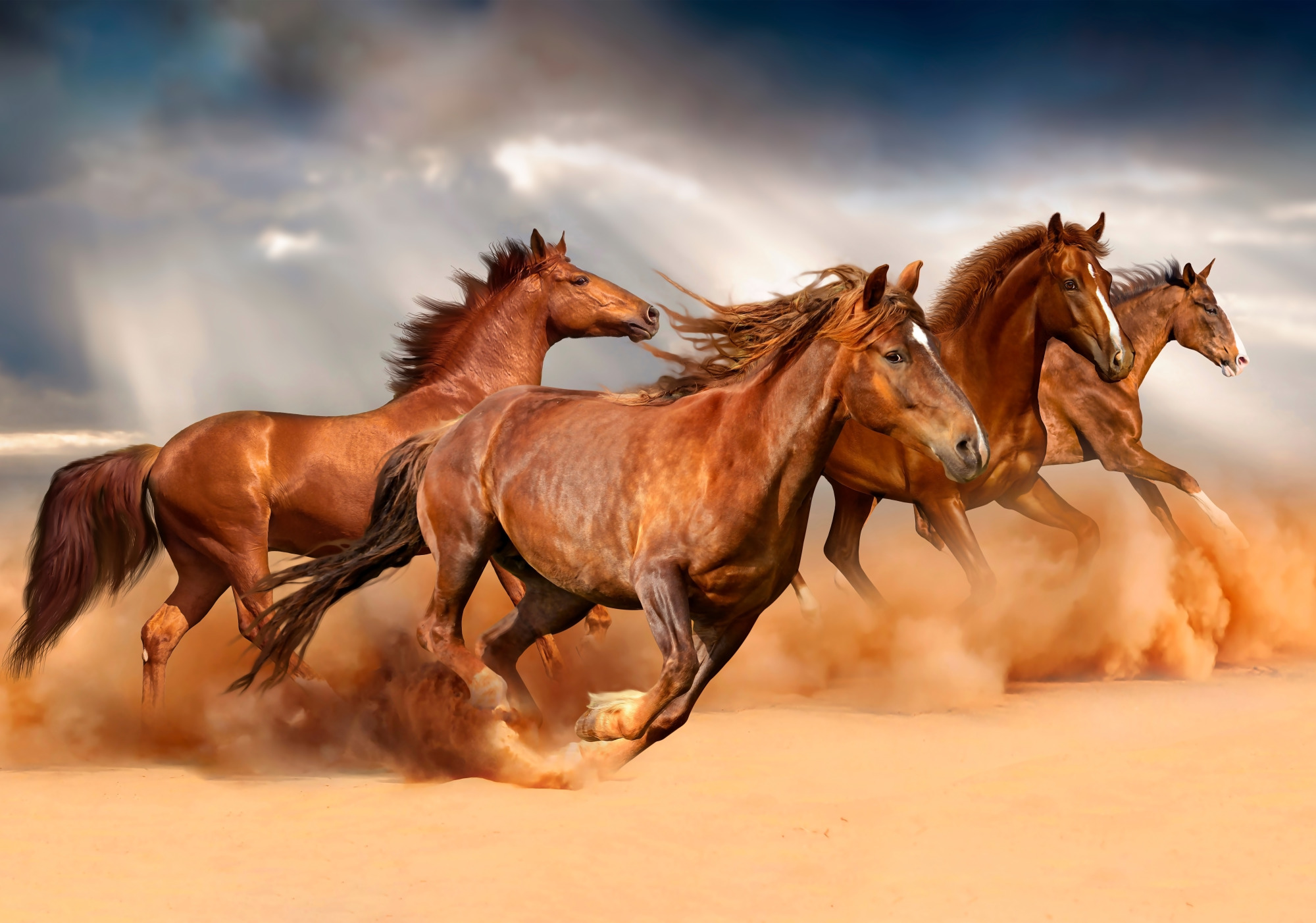 Photomural Horses Running In The Desert