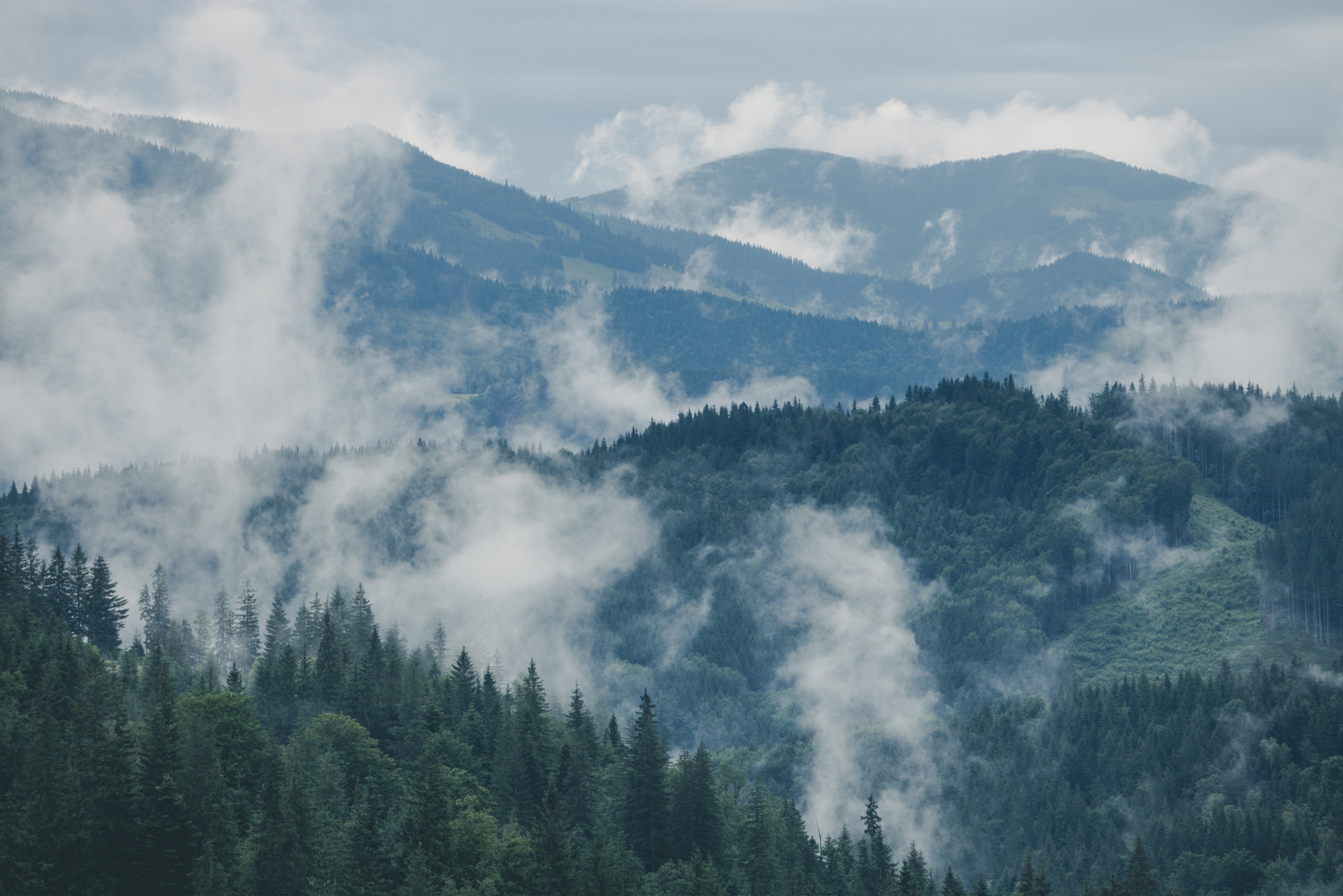 Photomural Forest In Fog