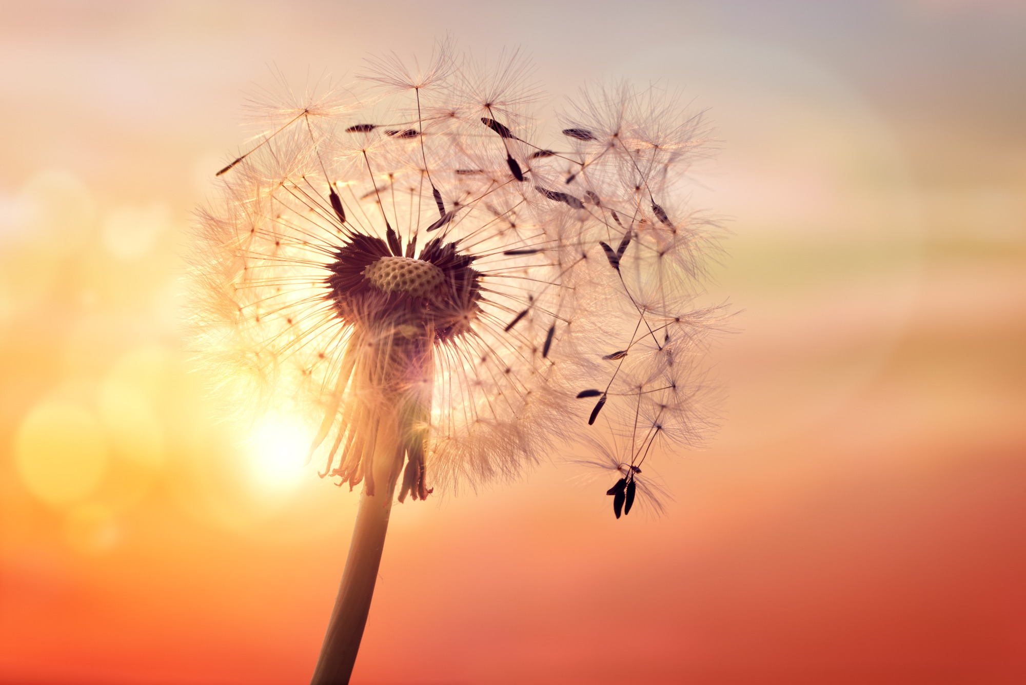 Photomural Optical Dandelion