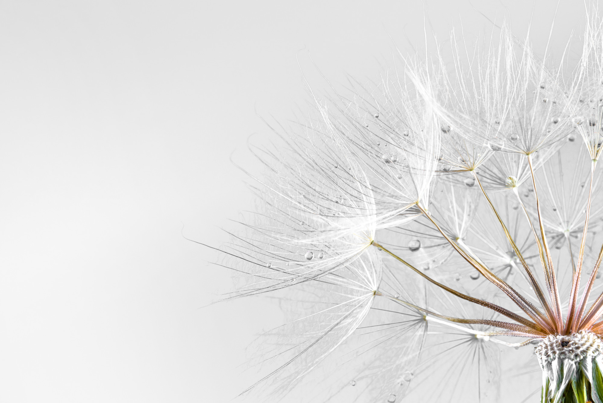 Photomural Dandelion Drops