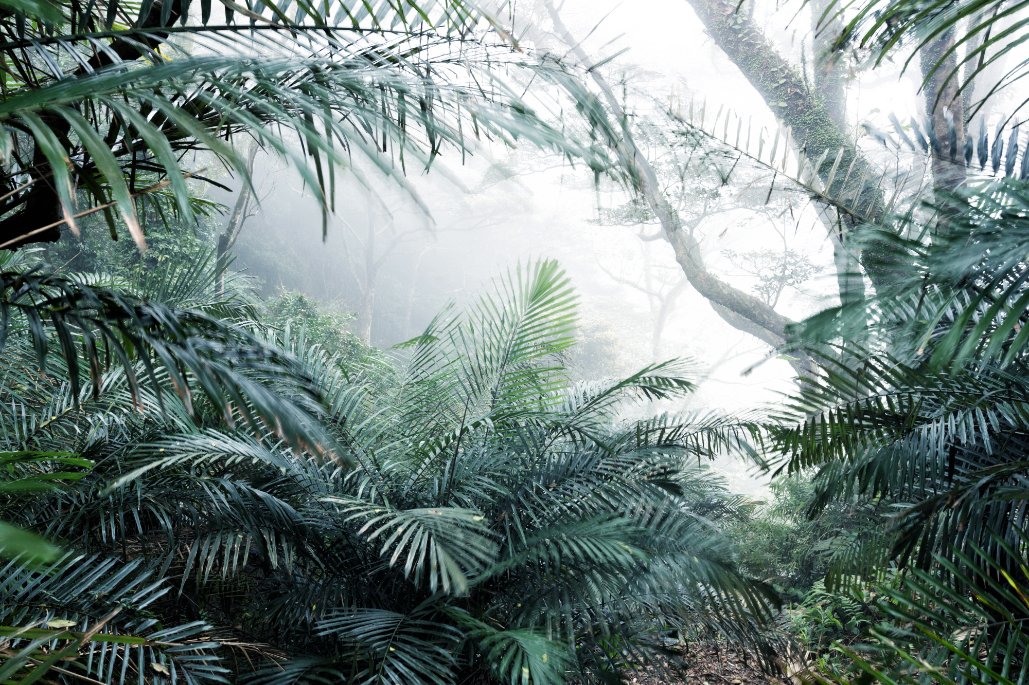 Photomural Forest In Fog
