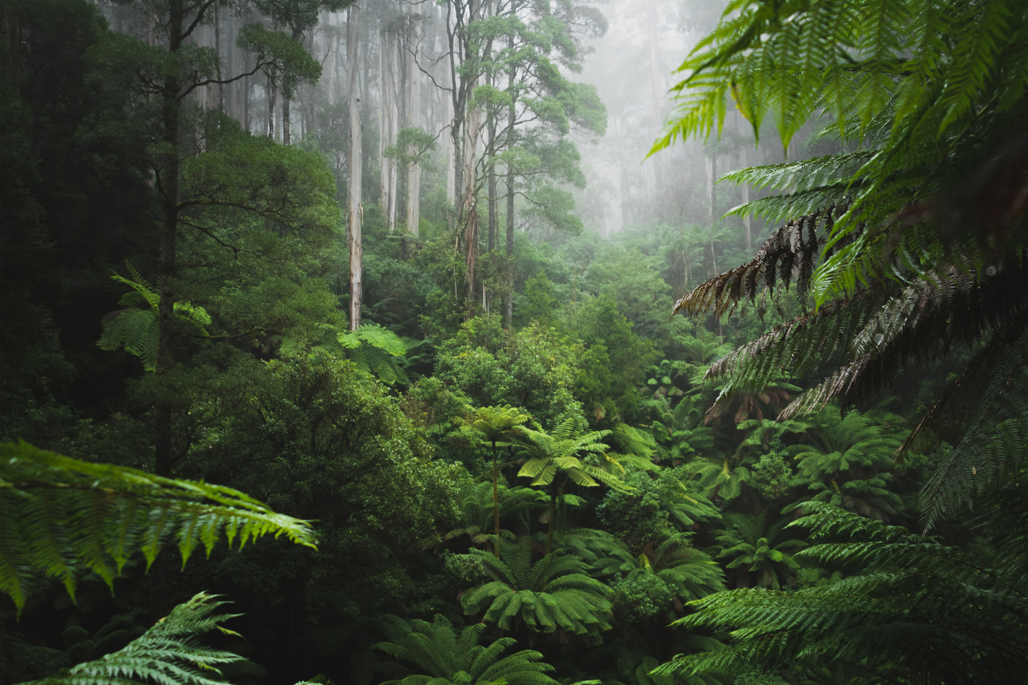 Photomural Forest In Fog