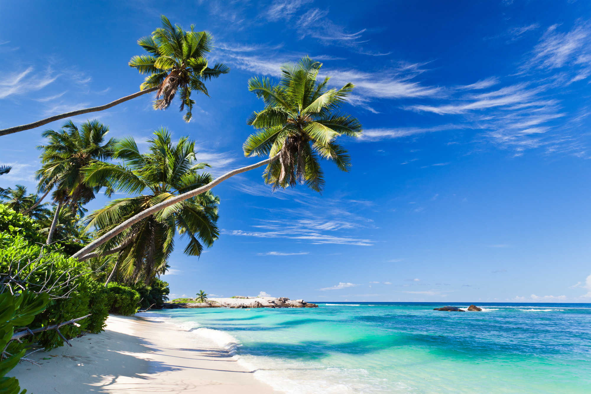 Photomural Beach Ocean Palm Trees