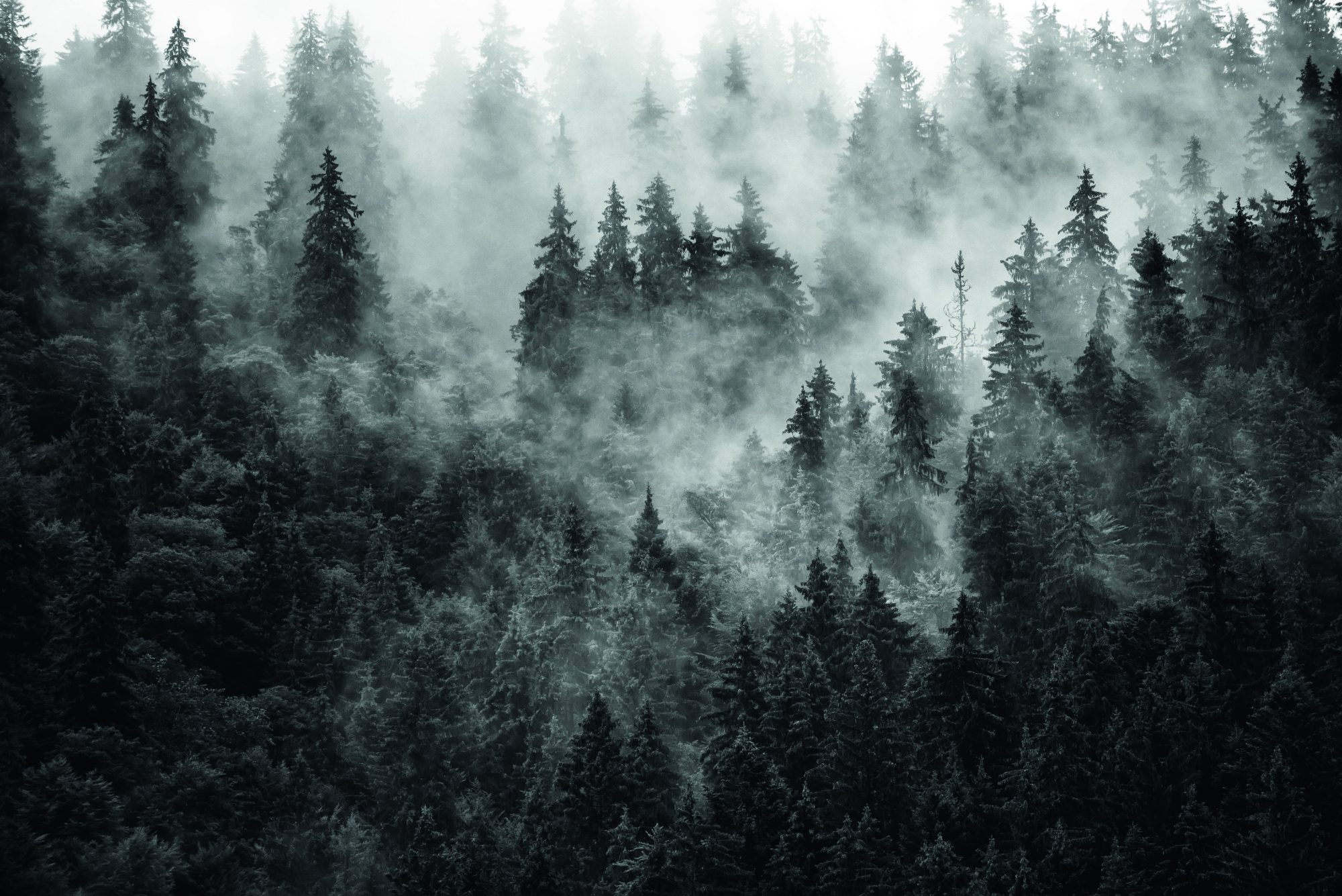 Photomural Forest In Fog