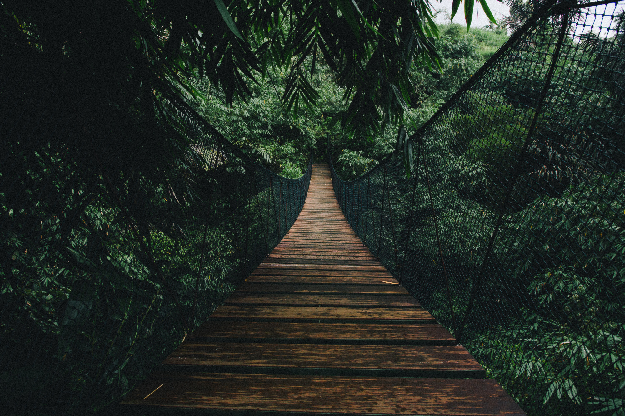 Photomural Suspension Bridge In A Forest
