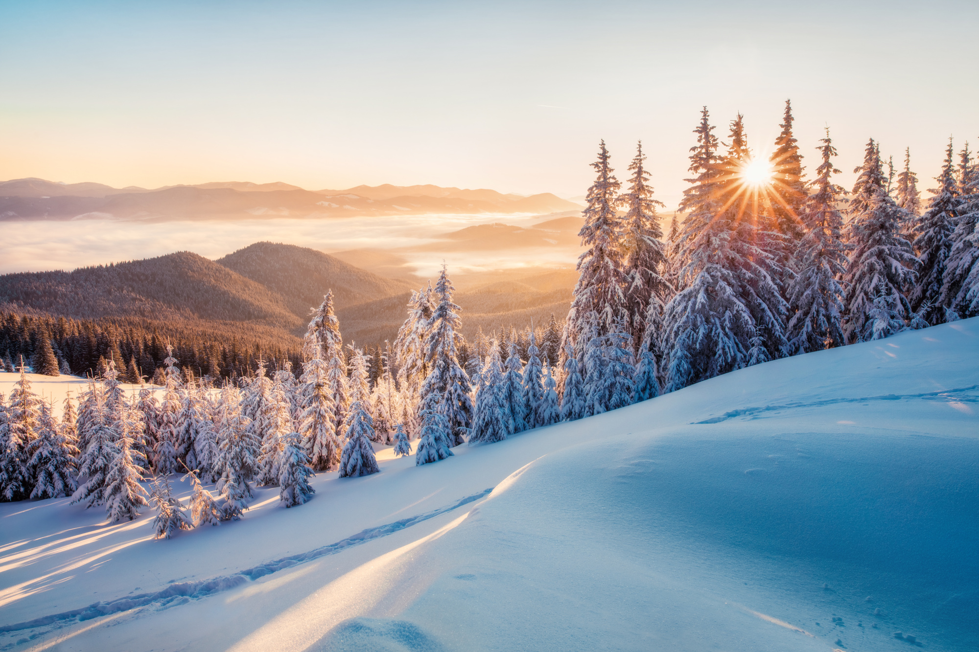 Photomural Impressive Winter Morning In Carpathian Mountains With Snow Covered Fir Trees. Colorful Outdoor Scene, Happy New Year Celebration Concept. Artistic Style Post Processed Photo.