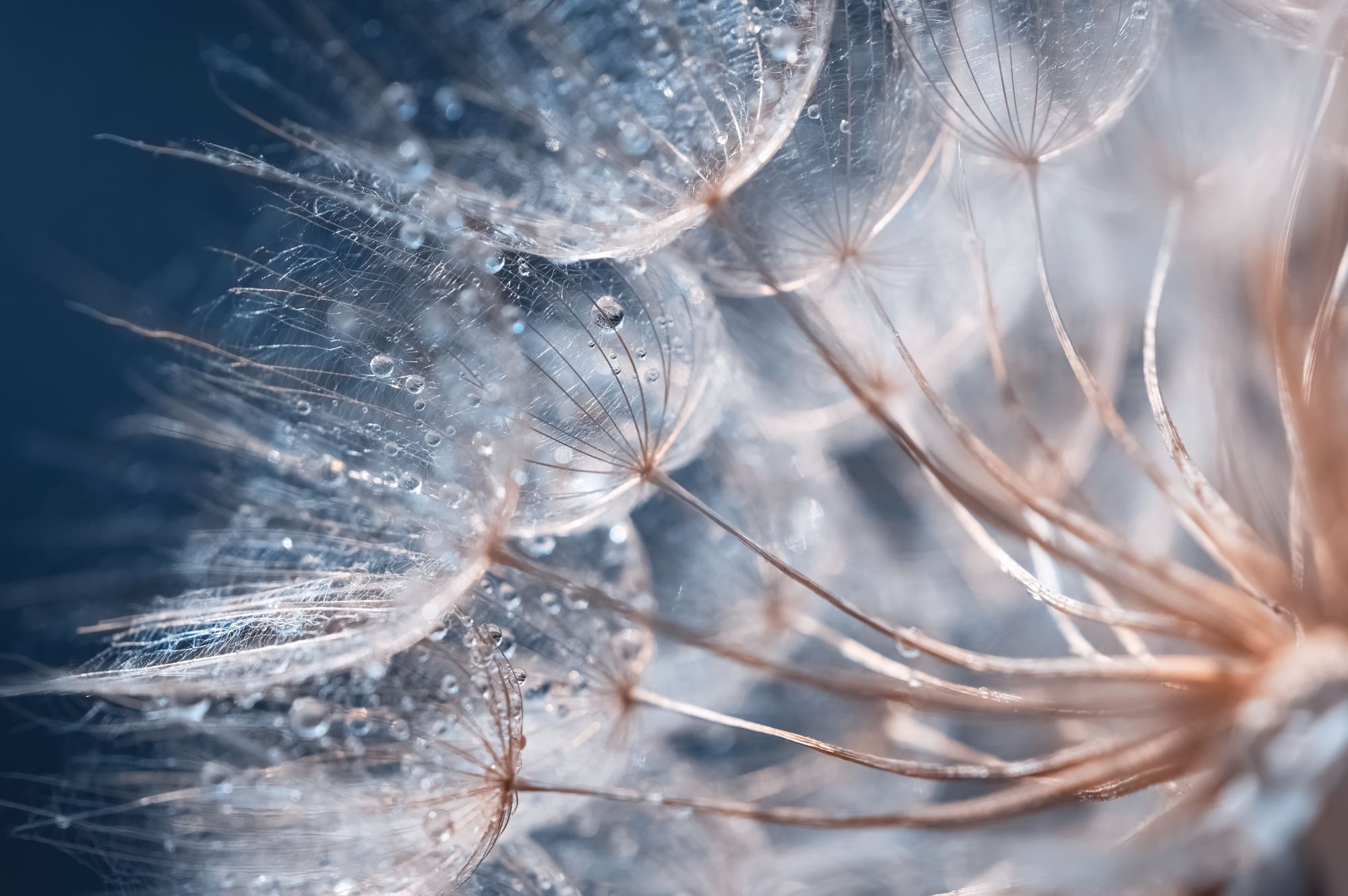 Photomural Beautiful Dandelion Close-Up With Dew Or Water Drops. Gentle Abstract Natural Background. Selective Focus.