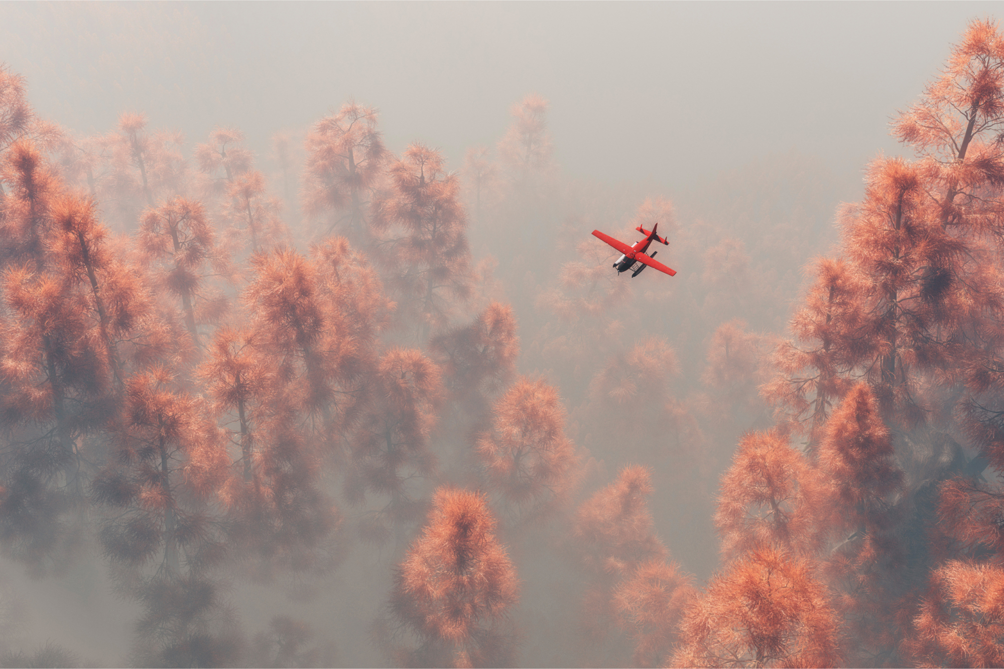 Photomural Forest In Fog