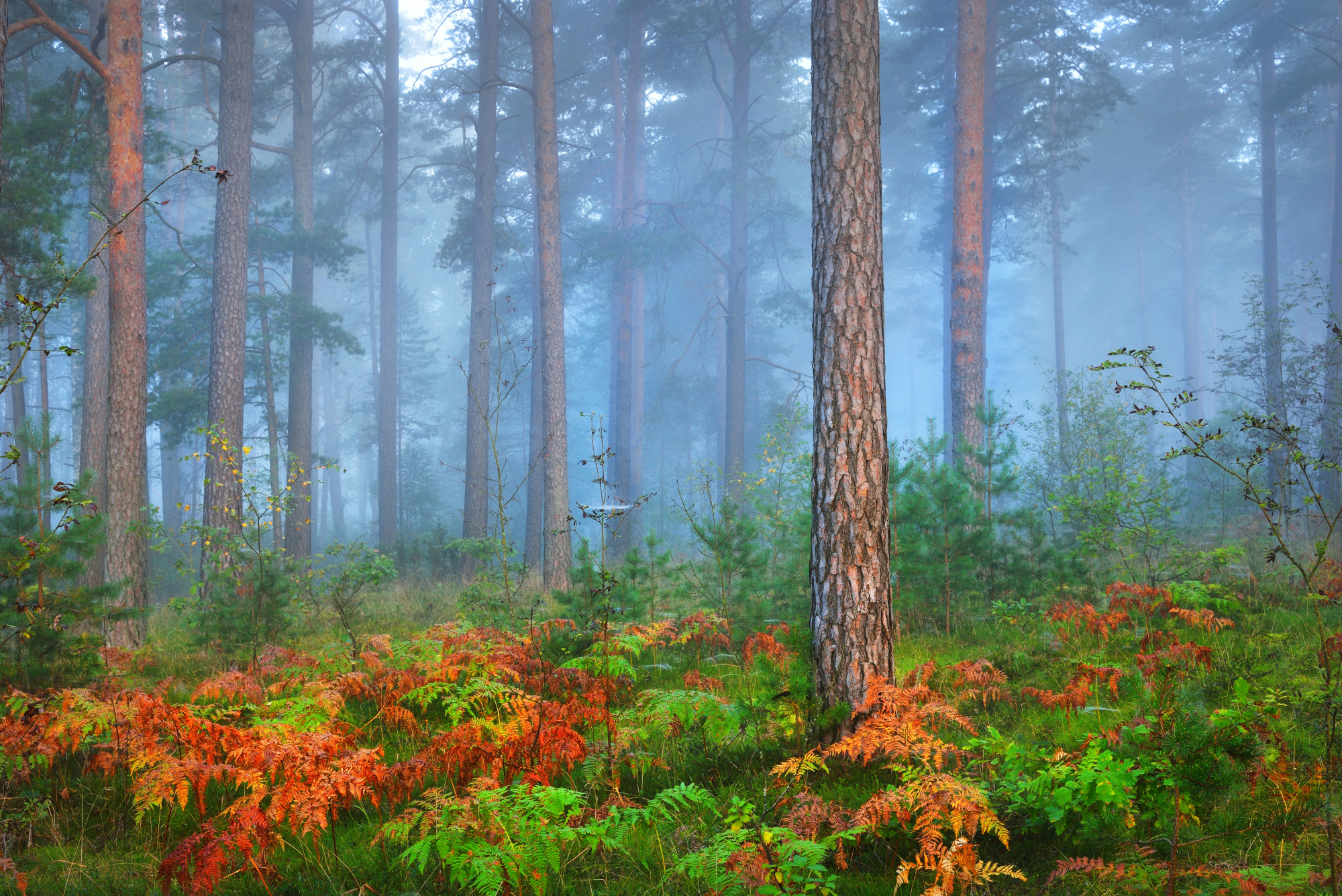 Photomural Forest In Fog