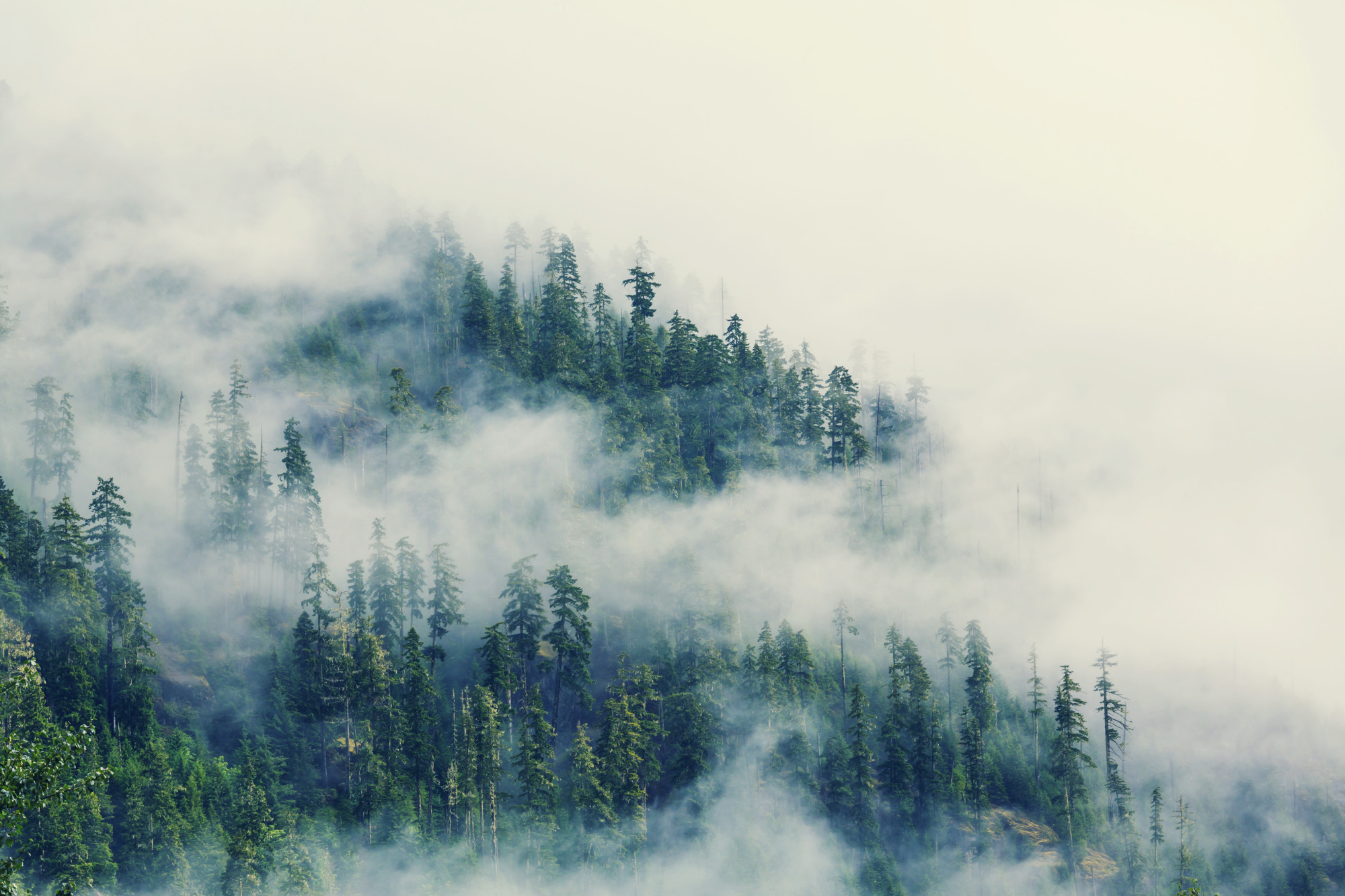 Photomural Forest In Fog