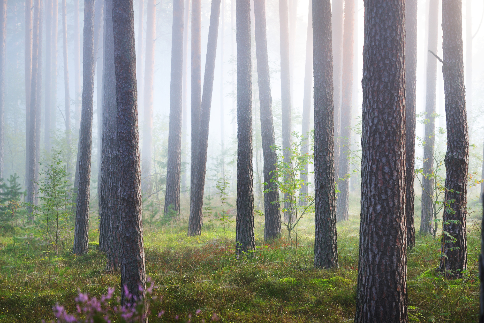 Photomural Forest In Fog