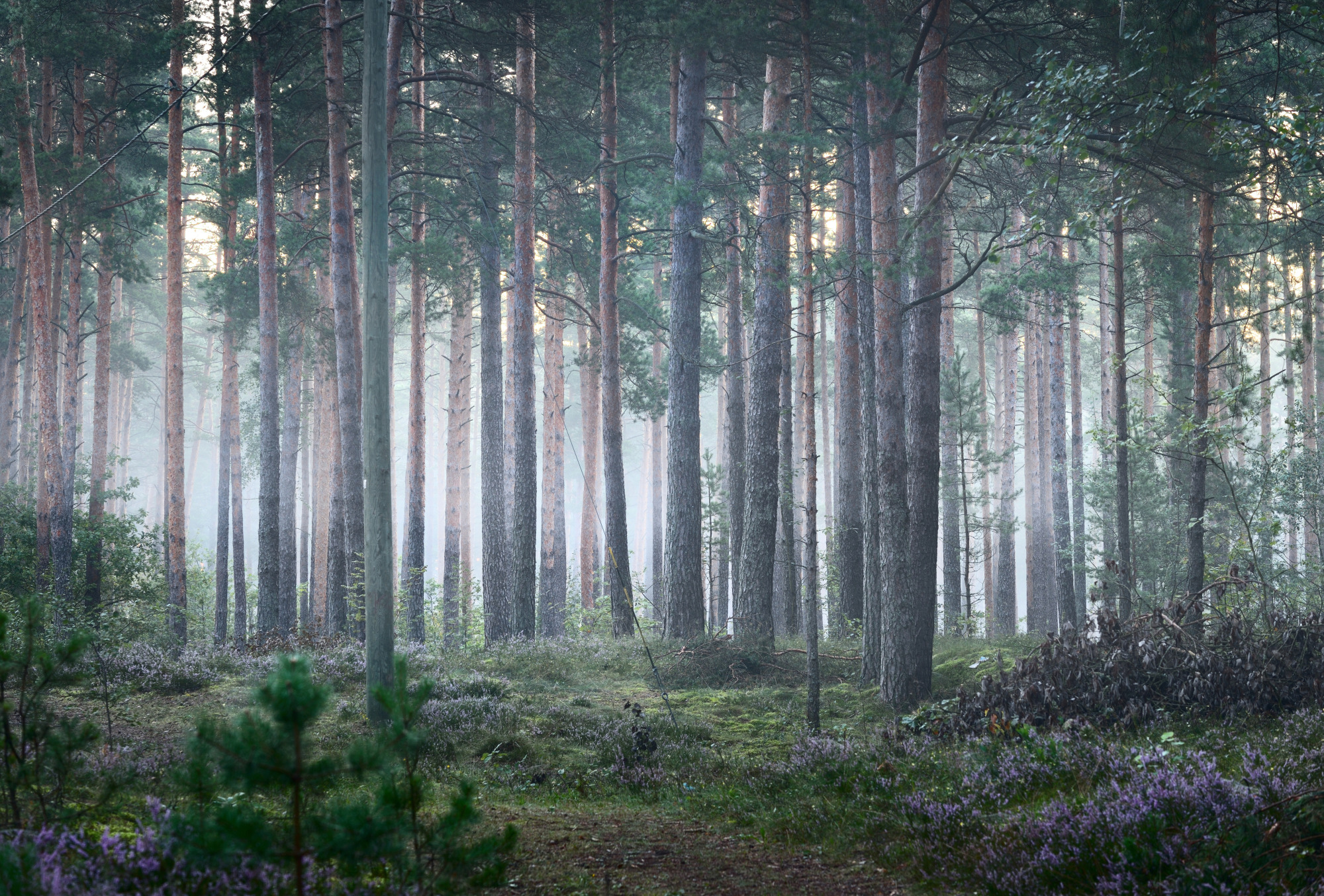 Photomural Forest In Fog