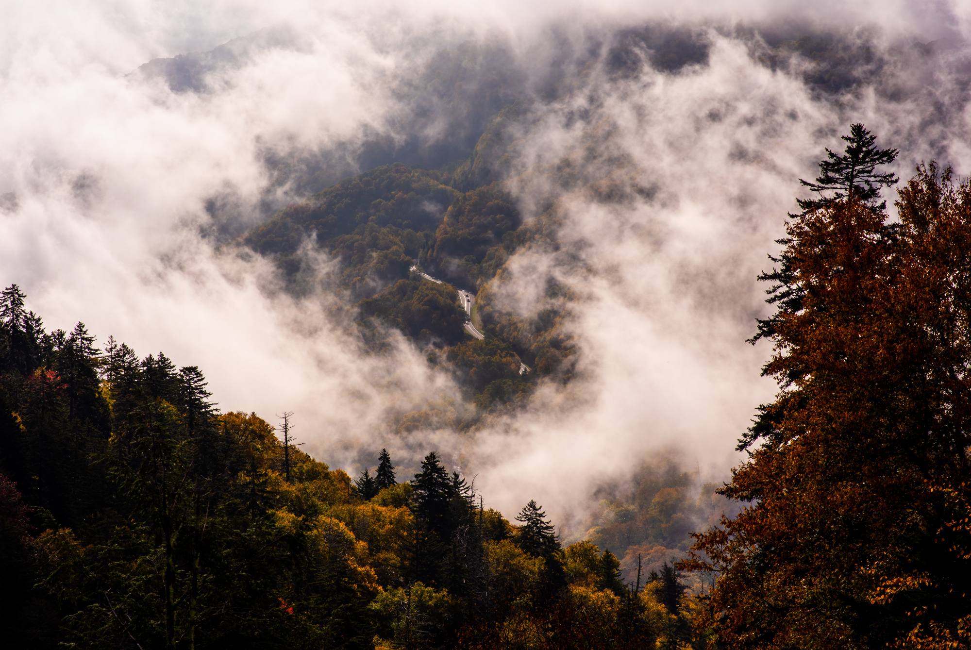 Photomural Forest In Fog