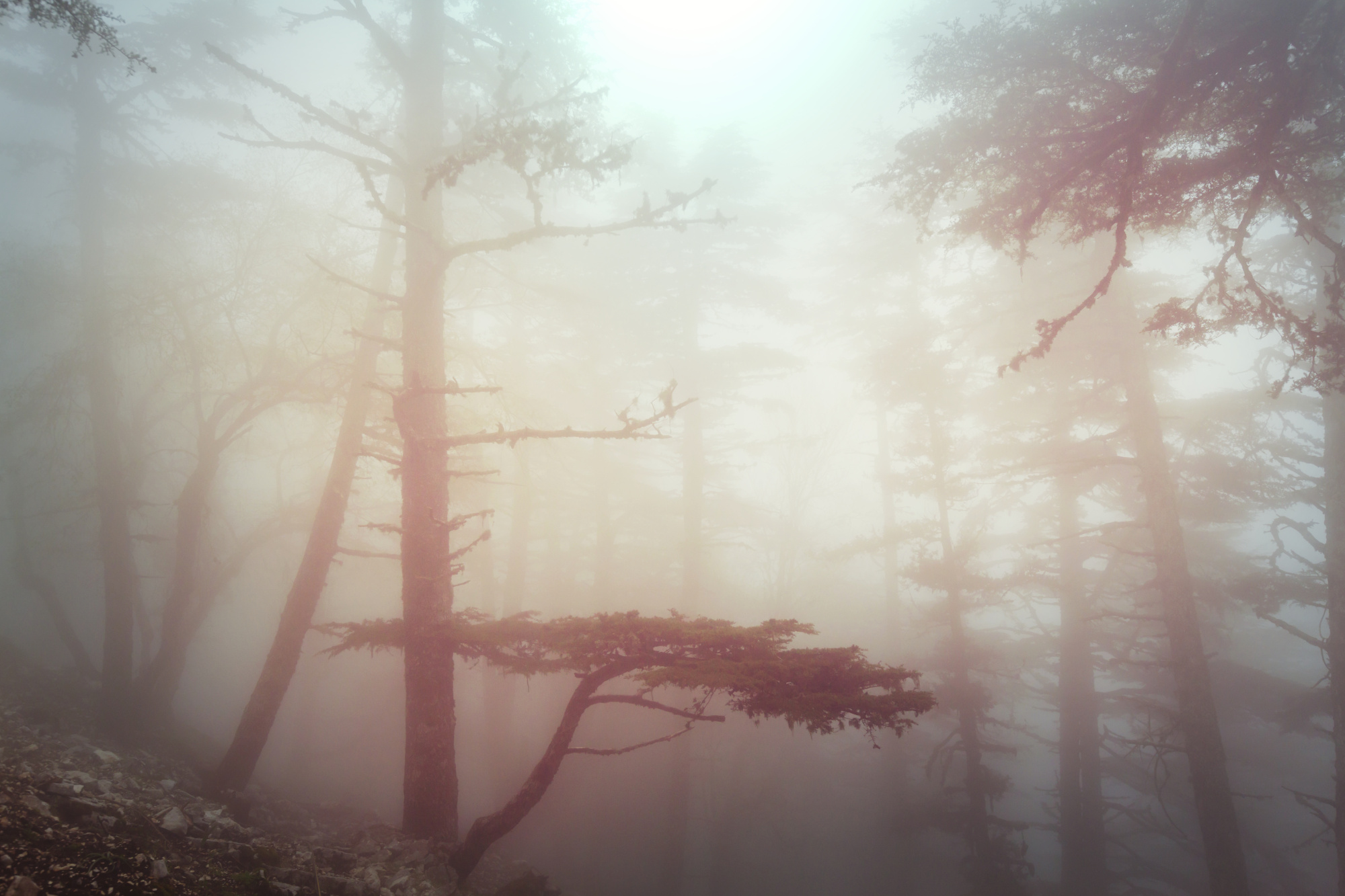 Photomural Forest In Fog