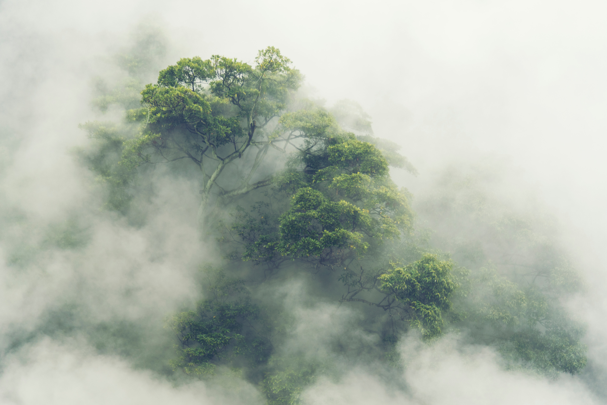 Photomural Tropical Forest In Japan, Nature Jungle With Green Tree And Fog, Concept Of Zin Therapy Comfortable Freedom Relaxing For Spa And Yoga, Eco Natural Sustainable Conservation