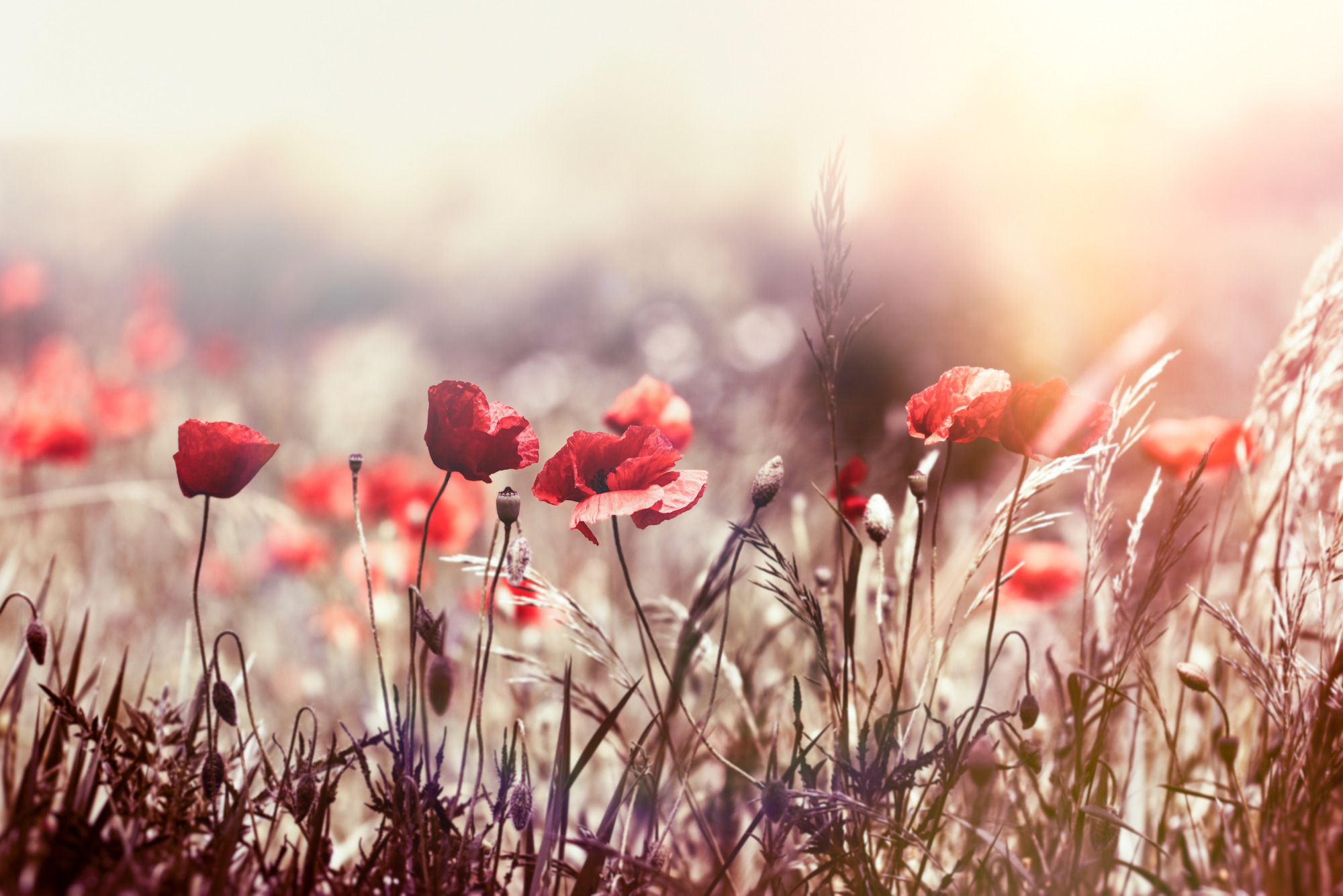 Photomural Poppies Flowers