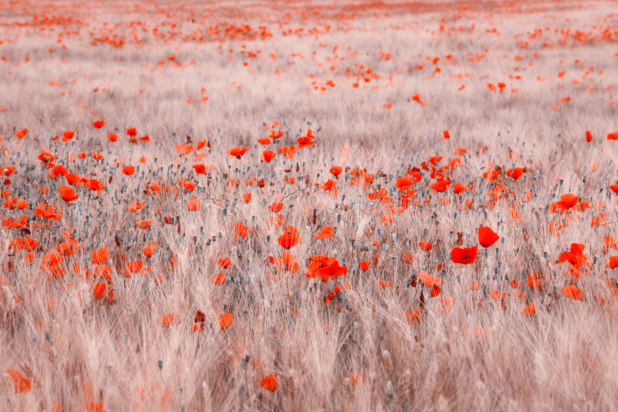 Photomural Poppy Field