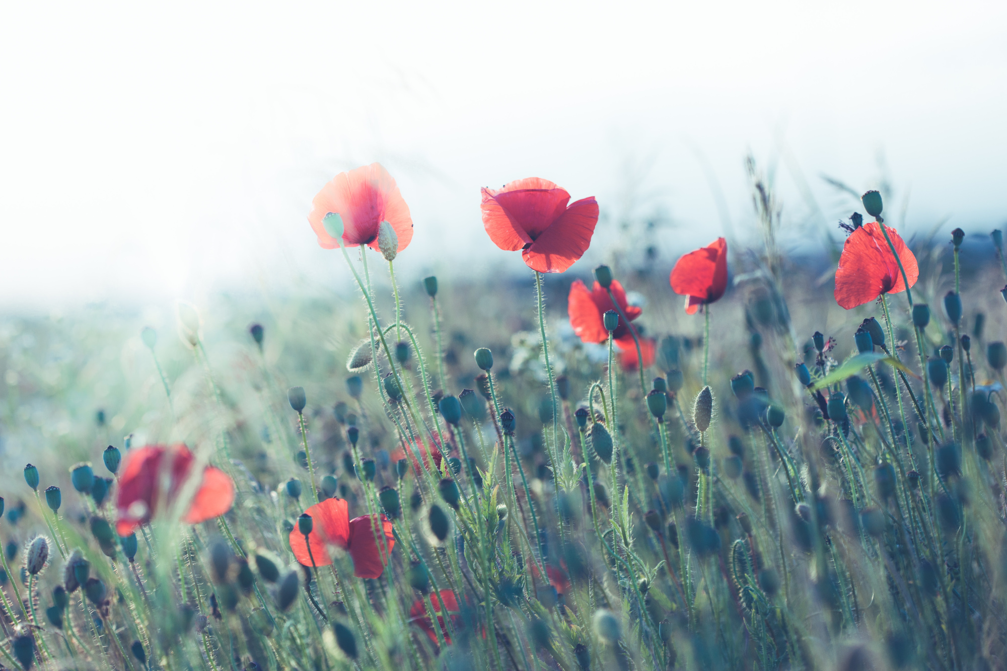Photomural Poppy Field