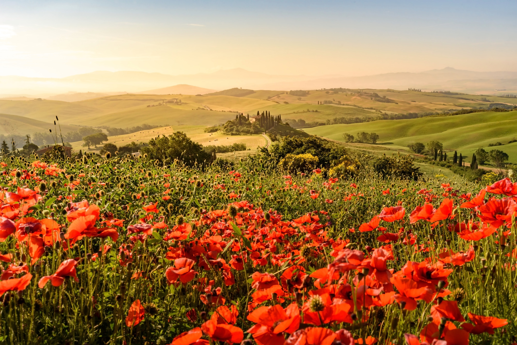 Photomural Poppy Field