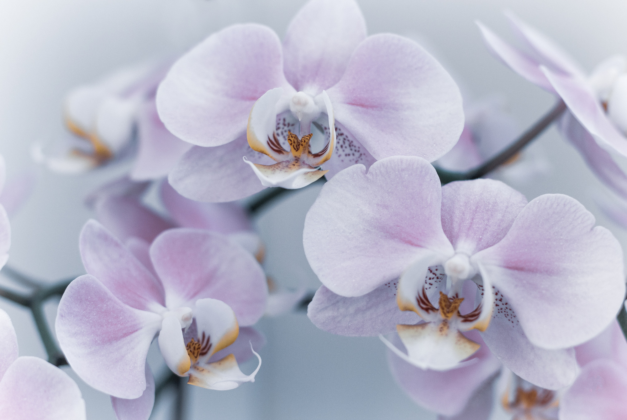 Photomural Beautiful Boy Herbs