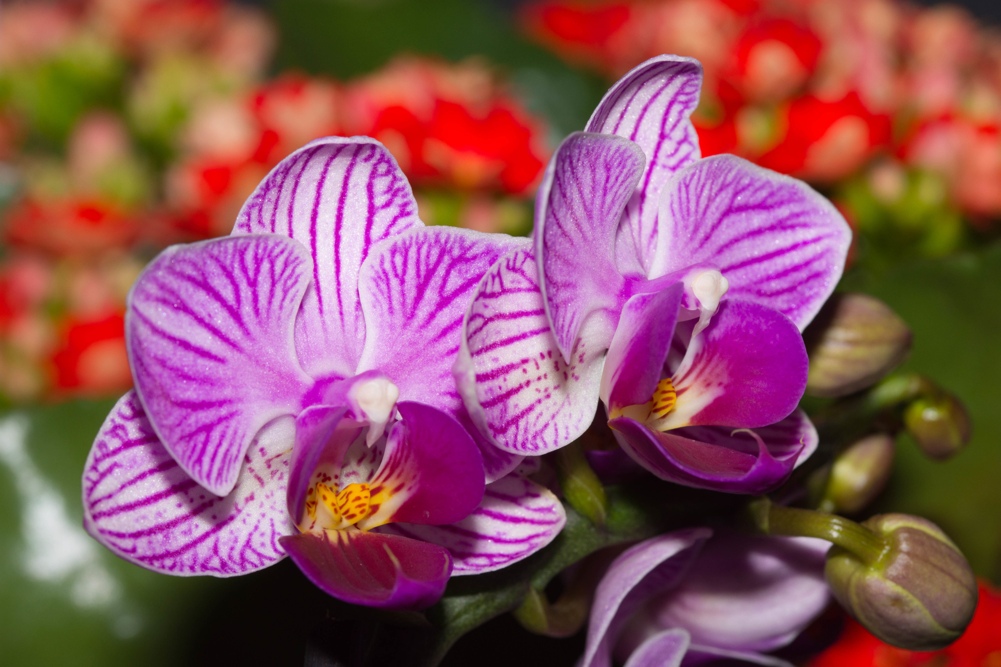 Photomural Optical Orchid 3D