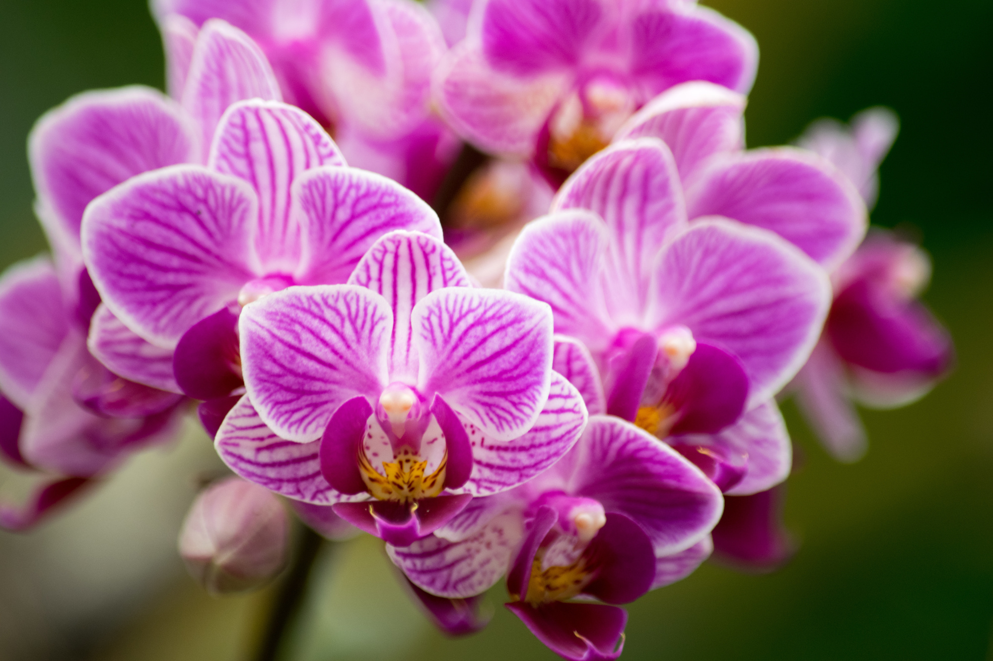 Photomural Orchid Bouquet