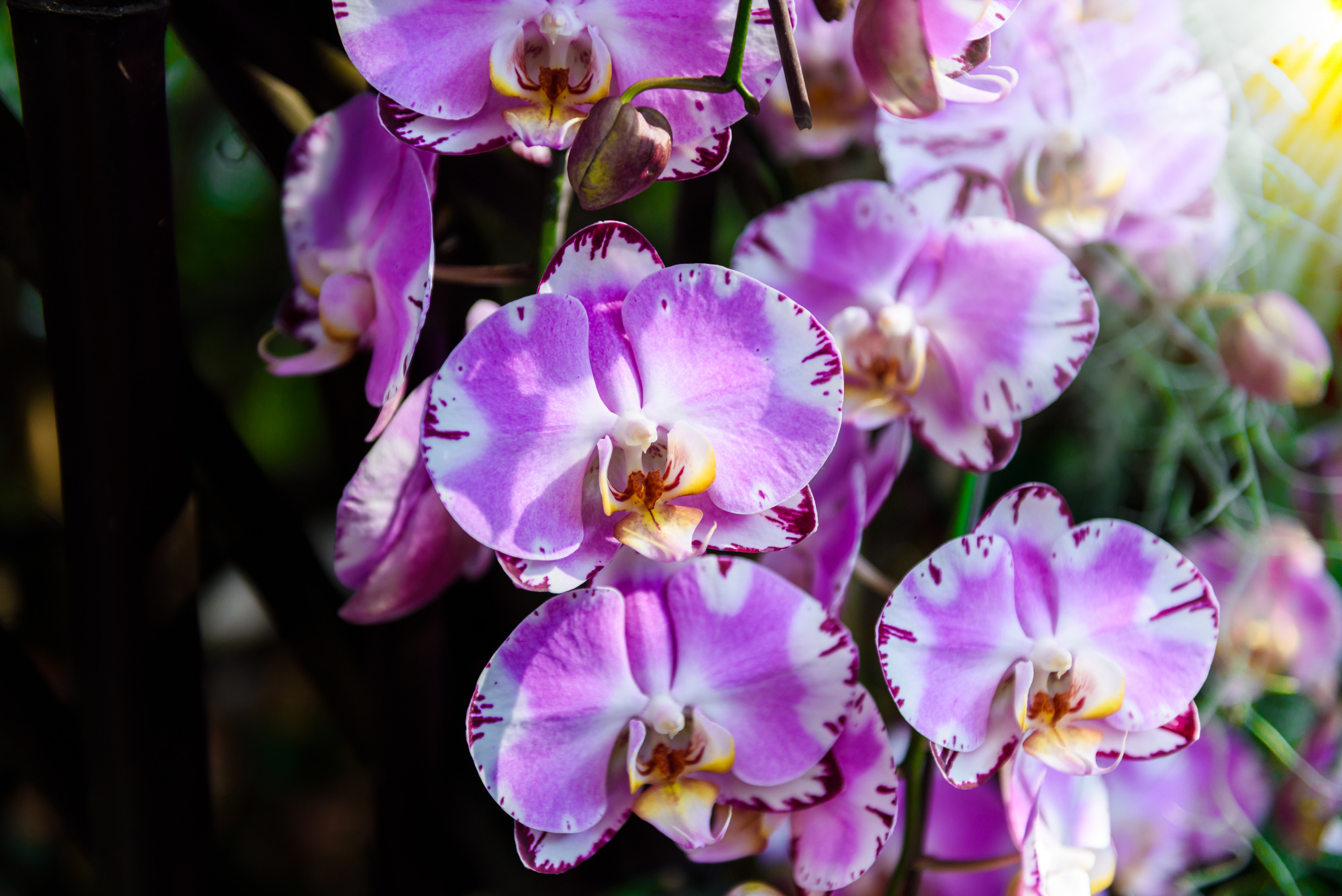 Photomural Beautiful Orchids