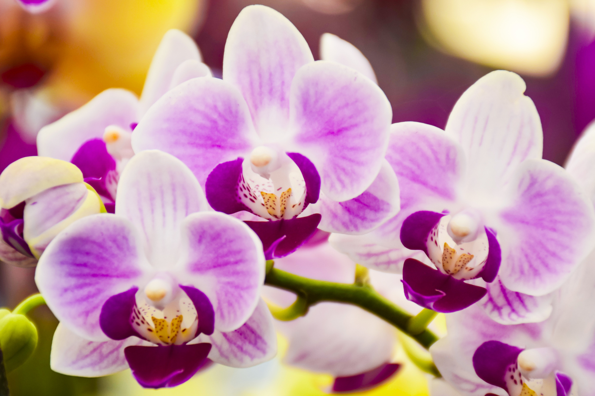 Photomural Tropical Orchid