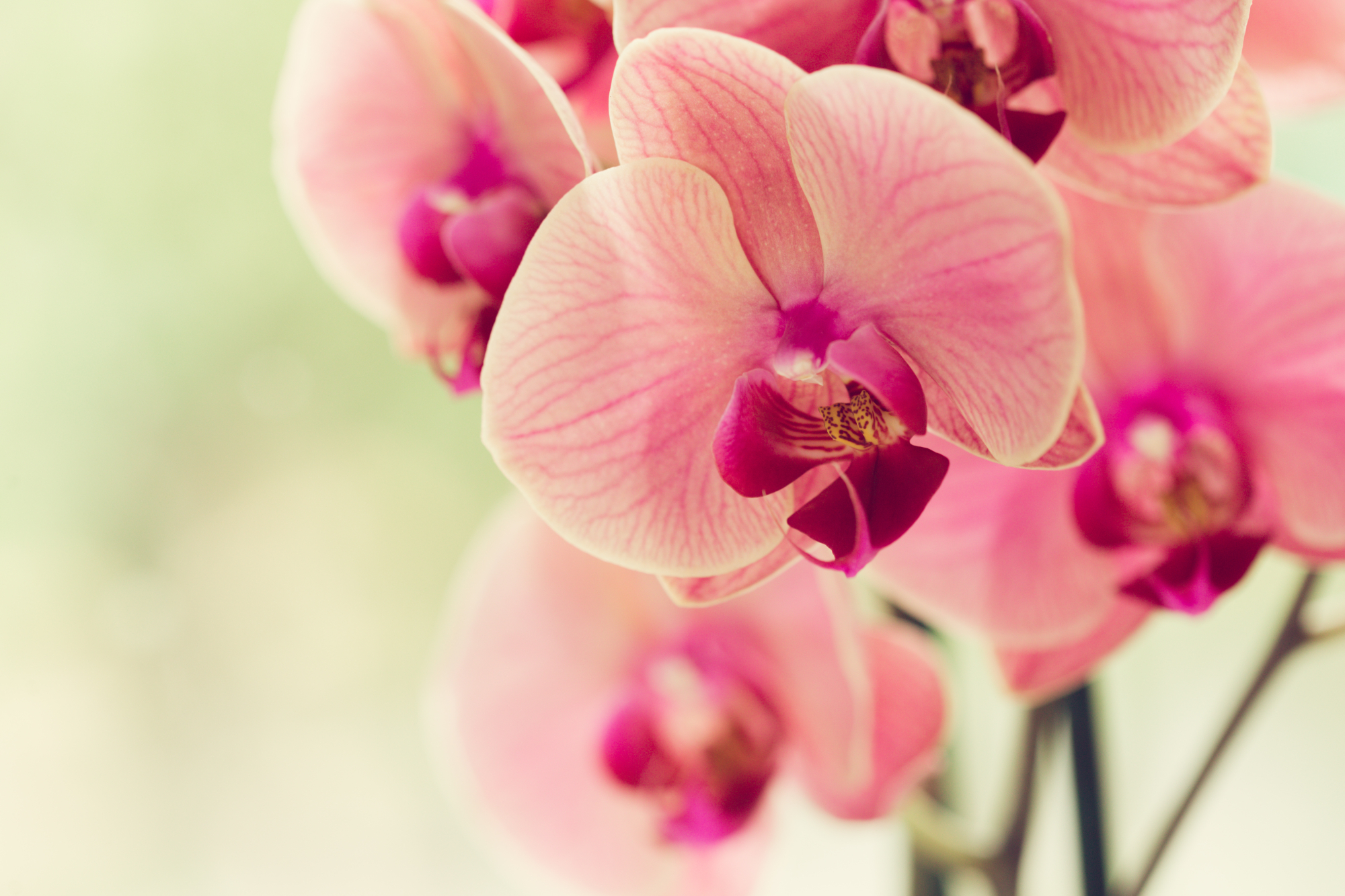 Photomural Beautiful Orchid