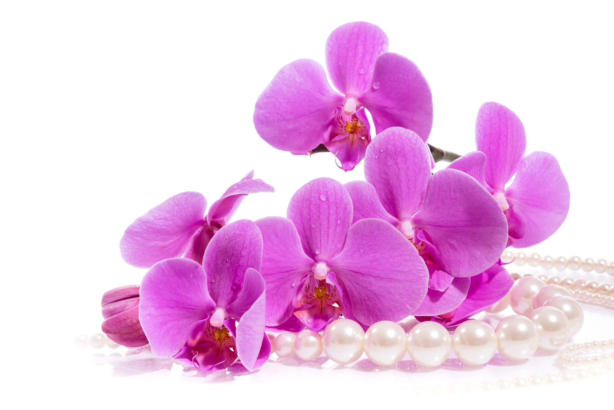 Photomural Boy's Herbs And Pearls