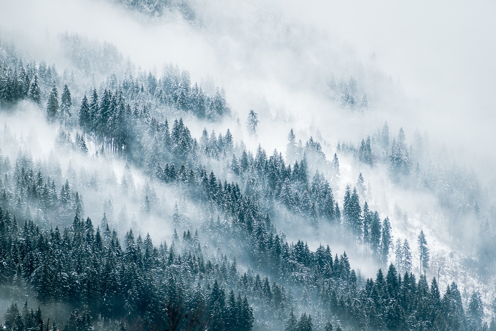 Photomural Forest In Fog