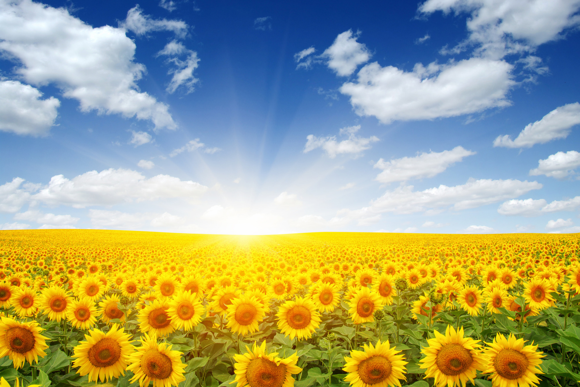 Photomural Field Of Blooming Sunflowers