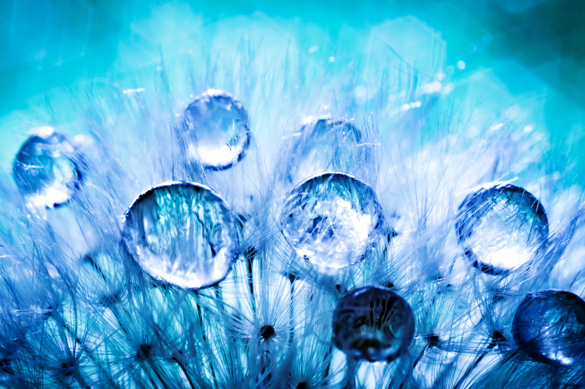 Multipart Canvas Dew Drops On Dandelion Seeds On A Macro Scale