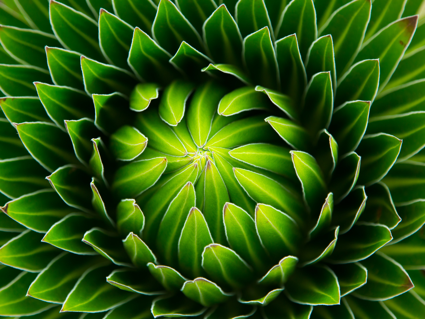 Multipart Canvas Green Plant On A Macro Scale